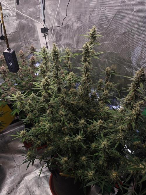 Fastbuds G2S3 Apple strudel. Week 12