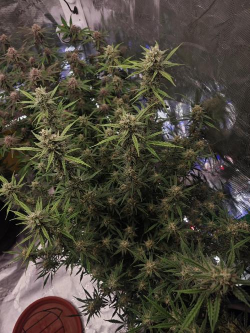 Fastbuds G2S3 Apple strudel. Week 12