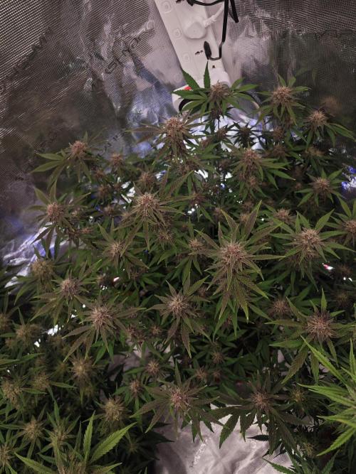 Fastbuds G2S3 Apple strudel. Week 12