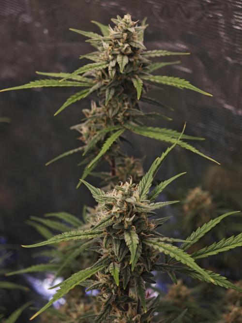 Fastbuds G2S3 Apple strudel. Week 12