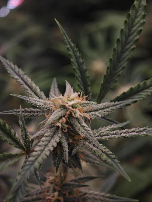 Apple Strudel Auto. Week 12