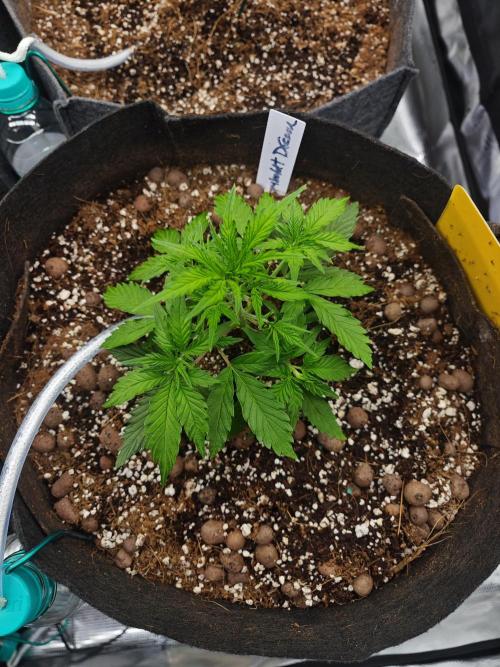 Three Beautiful Babes. Week 3