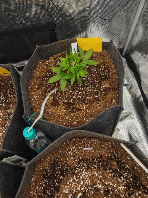 Black Herer Twins. Week 3