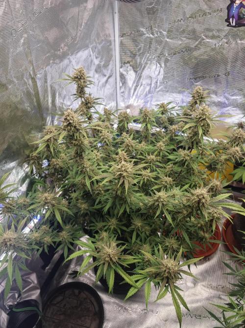 Fastbuds G2S1 Frostbanger. Week 13
