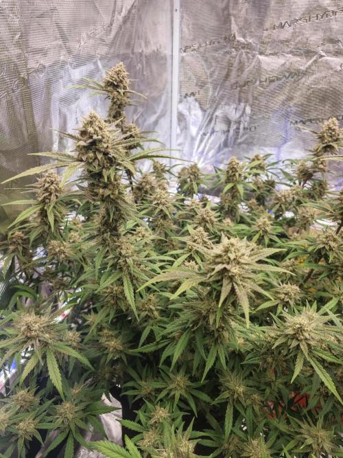 Fastbuds G2S1 Frostbanger. Week 13