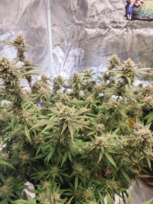 Fastbuds G2S1 Frostbanger. Week 13