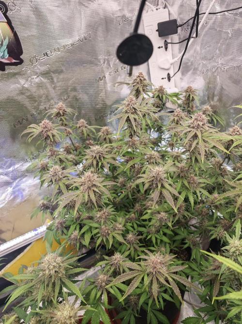 Fastbuds G2S1 Frostbanger. Week 13