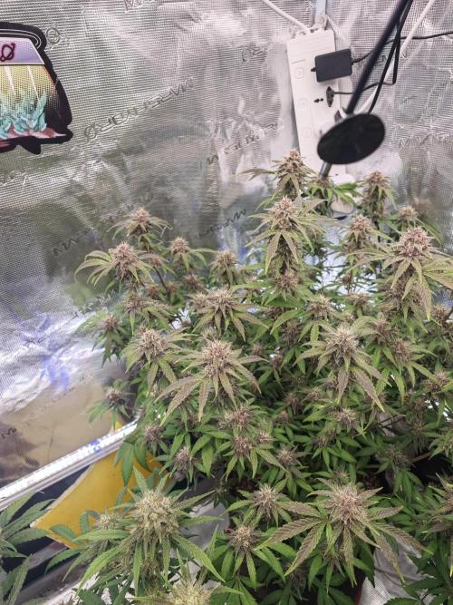 Frostbanger Auto. Week 13