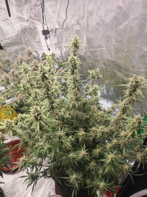Fastbuds G2S3 Apple strudel. Week 13