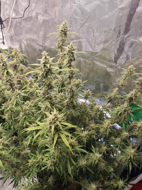 Fastbuds G2S3 Apple strudel. Week 13