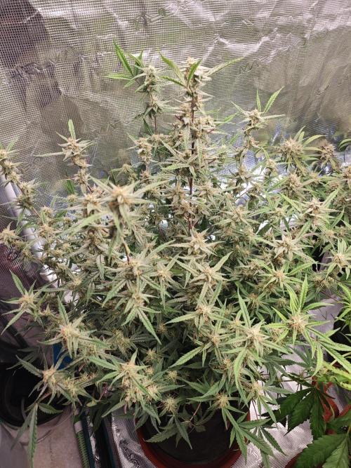 Fastbuds G2S3 Apple strudel. Week 13