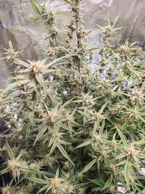 Apple Strudel Auto. Week 13