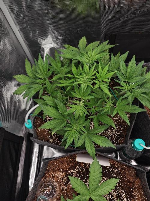 Three Beautiful Babes. Week 3