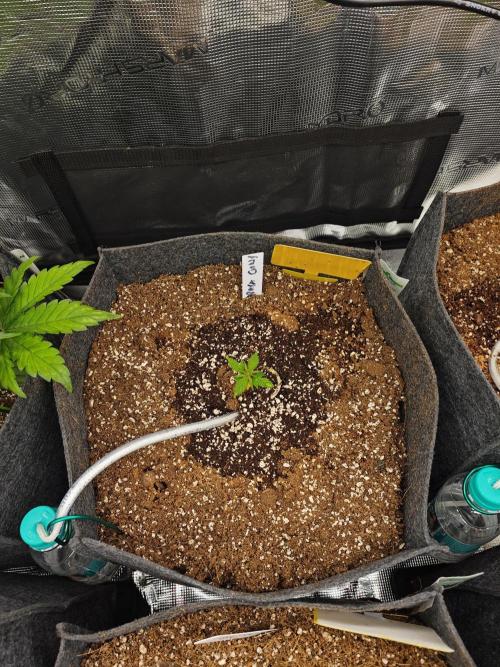 Three Beautiful Babes. Week 3