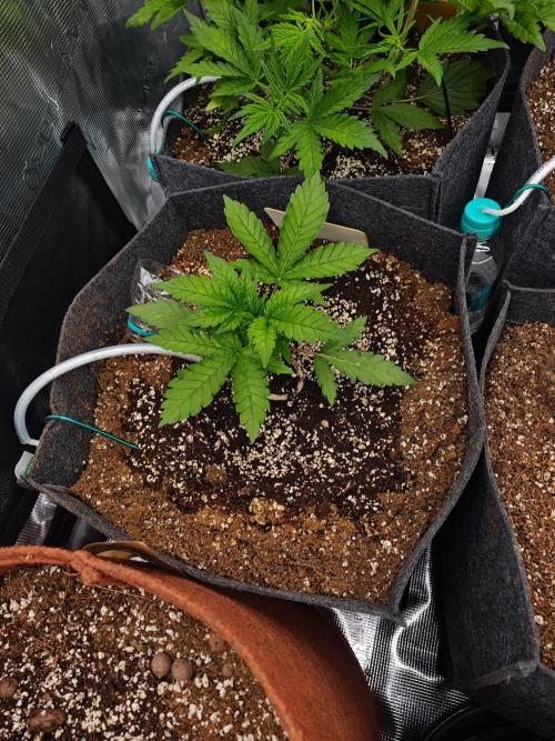Four of a Kind. Week 2
