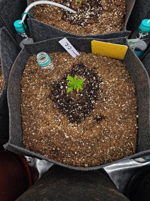 Four of a Kind. Week 2