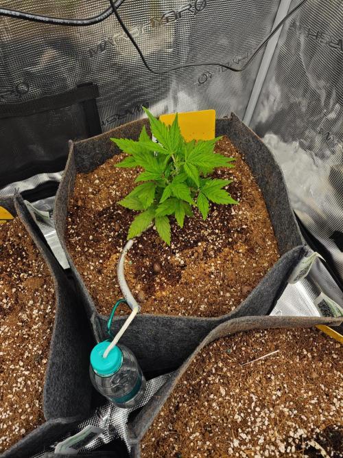 Black Herer Twins. Week 3