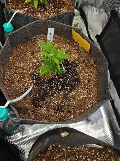 Black Herer Twins. Week 3
