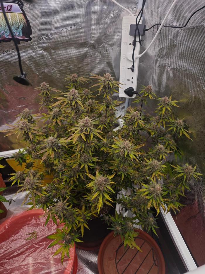 Fastbuds G2S1 Frostbanger. Week 14