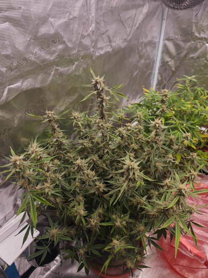 Fastbuds G2S3 Apple strudel. Week 14