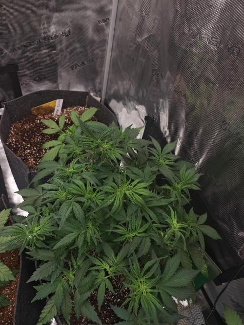 Three Beautiful Babes. Week 4
