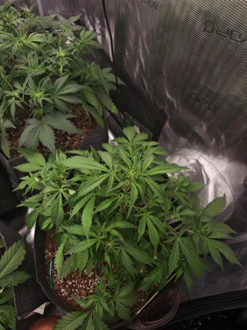 Three Beautiful Babes. Week 4