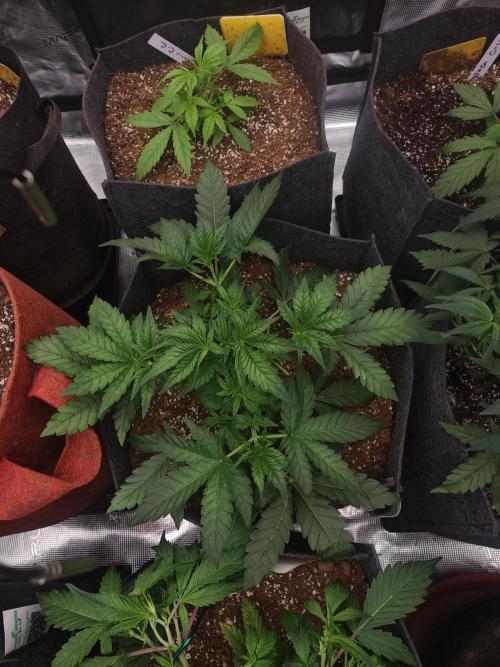 Four of a Kind. Week 3