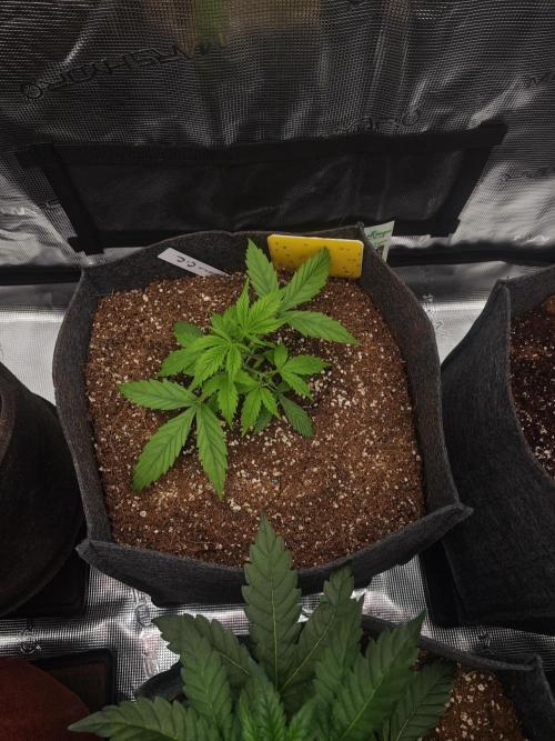 Four of a Kind. Week 3