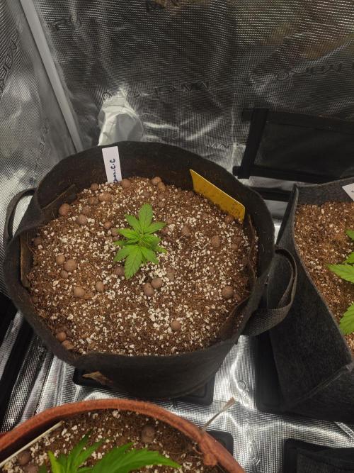 Four of a Kind. Week 3