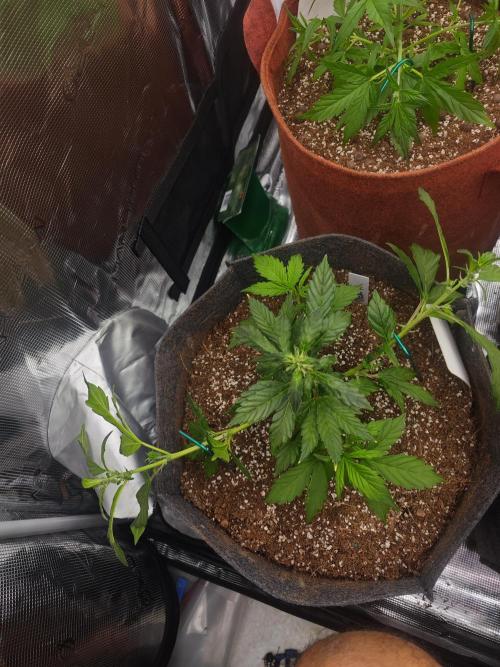 Black Herer Twins. Week 4