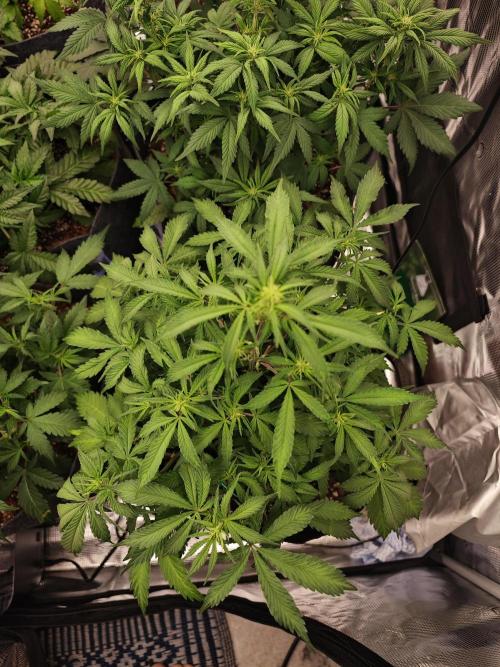 Three Beautiful Babes. Week 4