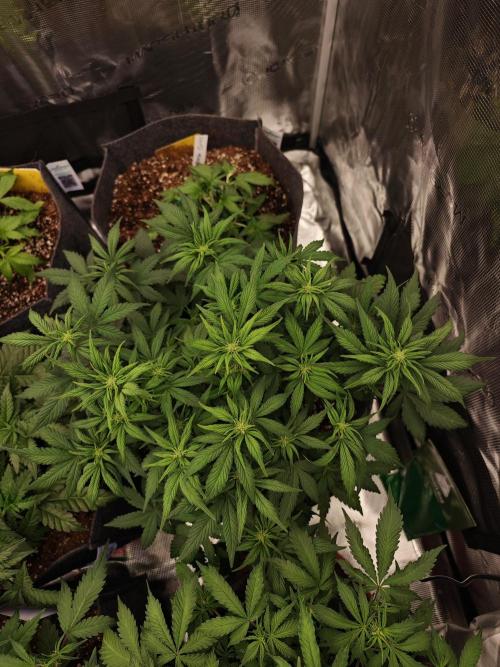 Three Beautiful Babes. Week 4