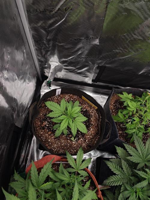 Three Beautiful Babes. Week 4