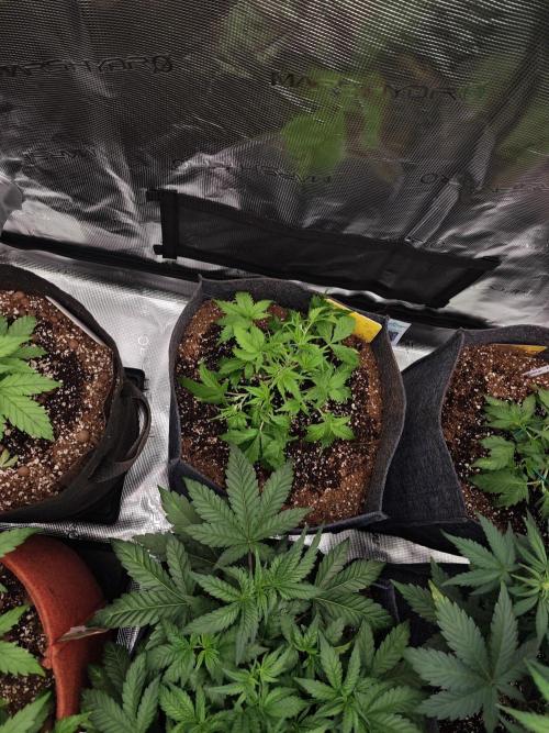 Four of a Kind. Week 4