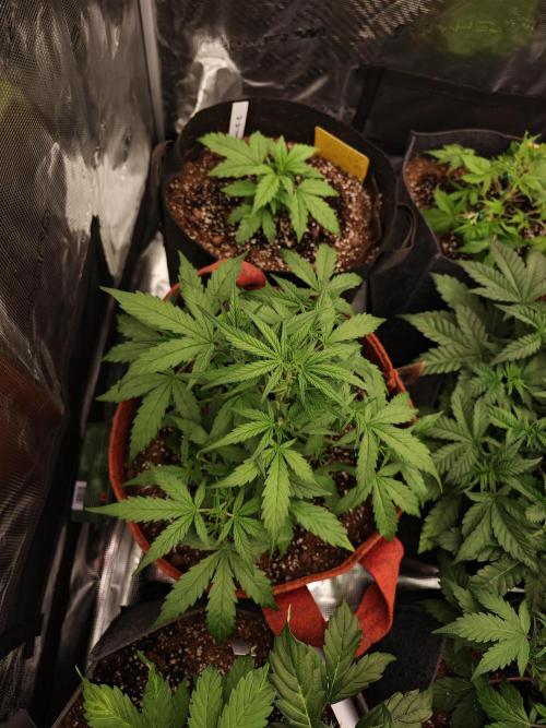 Four of a Kind. Week 4