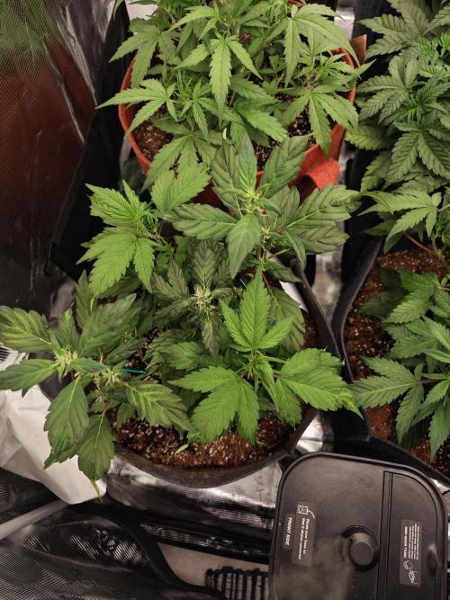 Black Herer Twins. Week 4