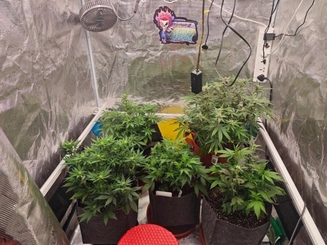 Black Herer EGS Seeds. Week 5