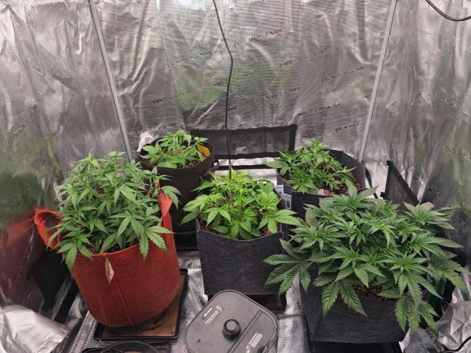 Quarter Pounder (EGS). Week 5