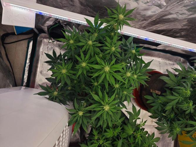 Three Beautiful Babes. Week 5