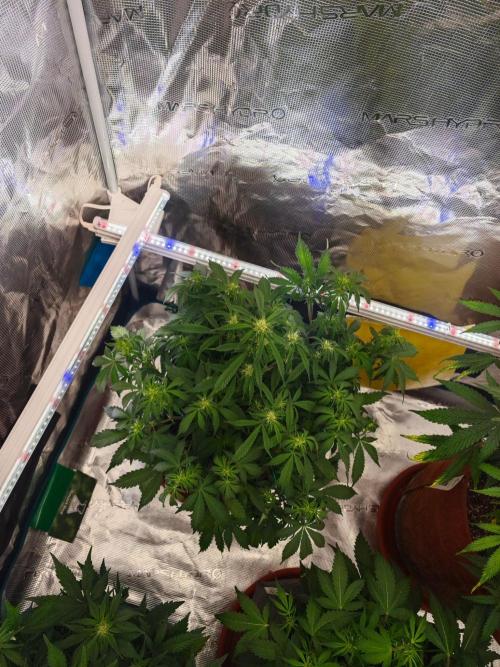 Three Beautiful Babes. Week 5