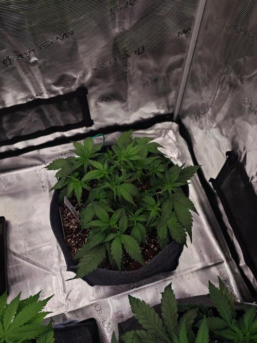 Three Beautiful Babes. Week 5