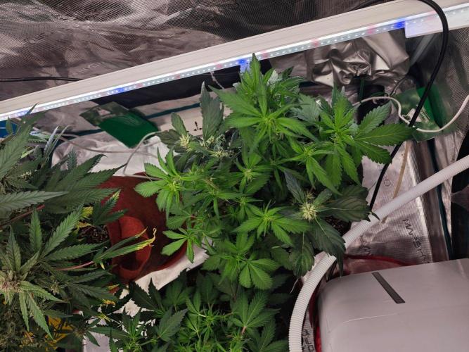 Black Herer EGS Seeds. Week 5
