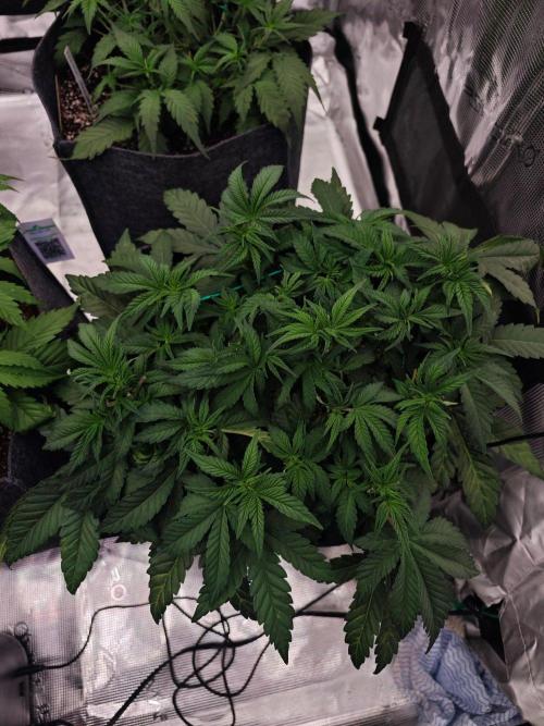 Four of a Kind. Week 5