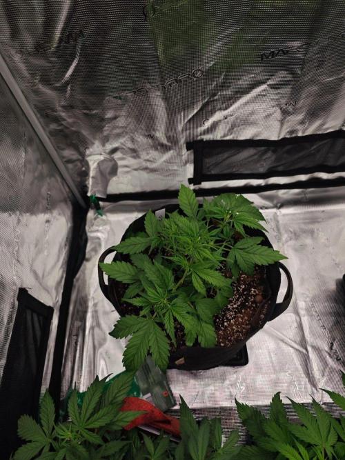 Quarter Pounder (EGS). Week 5