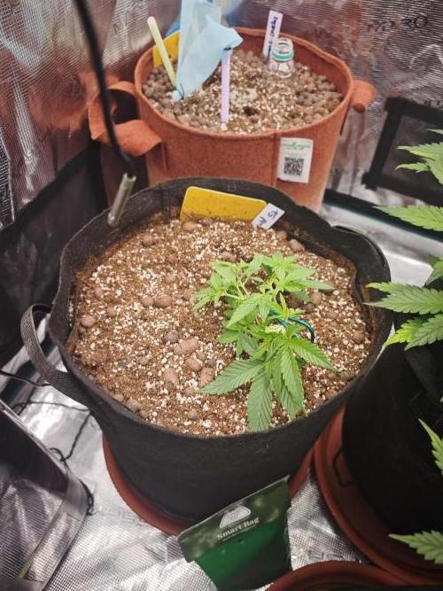 Fastbuds G2S3 Apple strudel. Week 6