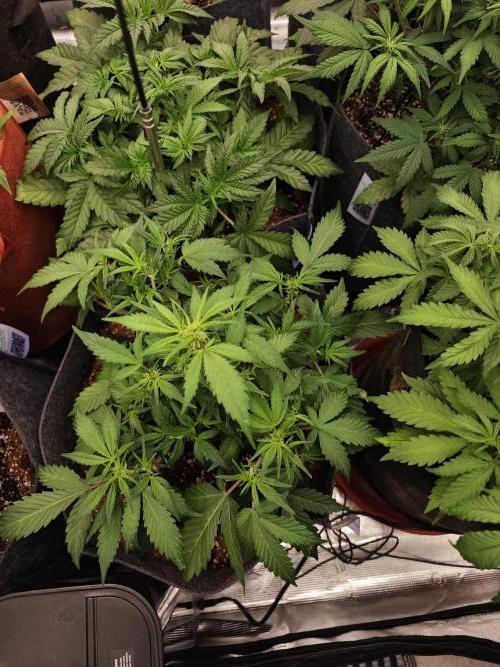 Black Herer Twins. Week 4