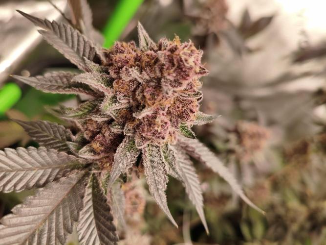 Thin Mintz x Jealousy. Week 8