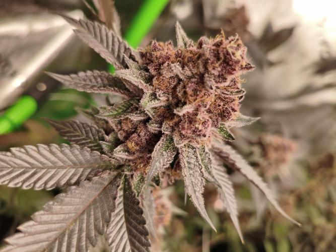 Thin Mintz x Jealousy. Week 8