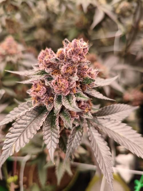 Thin Mintz x Jealousy. Week 8