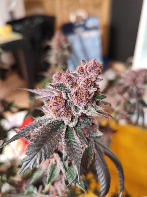 Thin Mintz x Jealousy. Week 8